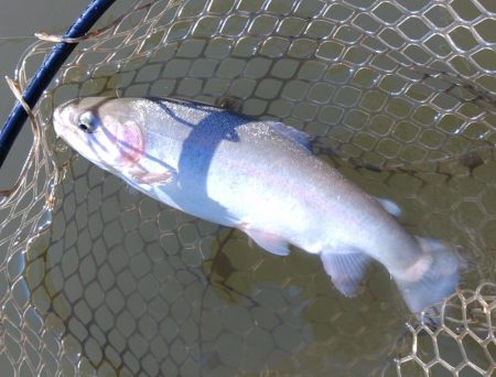 釣り初め ～大安トラウトレイク～
